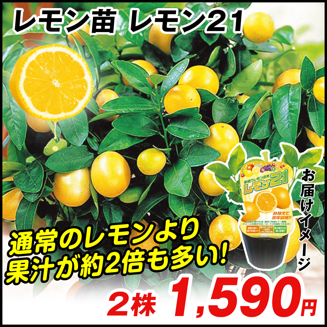 鉢植え向き果樹苗 レモン レモン２１  2株