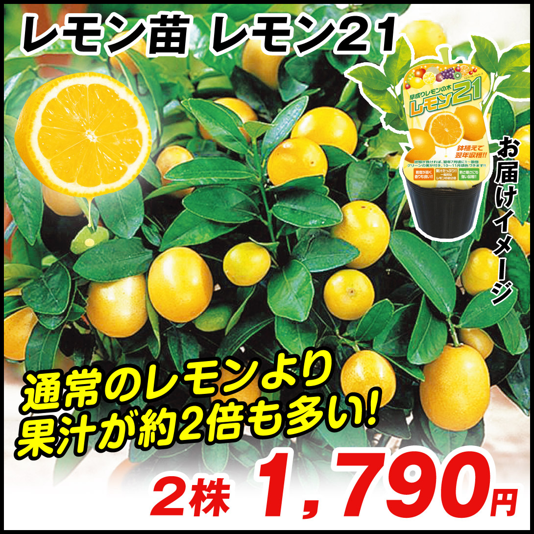 鉢植え向き果樹苗 レモン レモン２１  2株