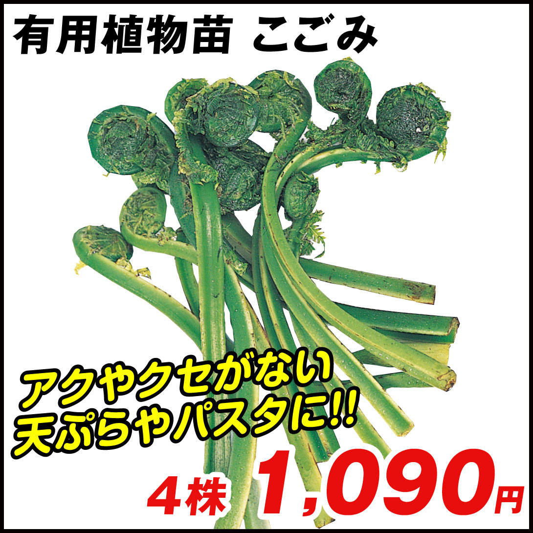 国華園オンラインショップ / 山菜 こごみ 4株