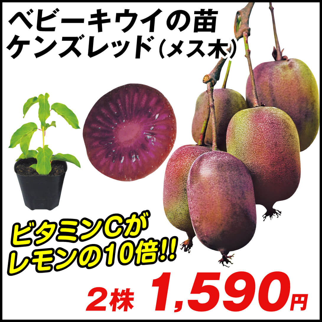 鉢植え向き果樹苗 ベビーキウイ ケンズレッド 2株