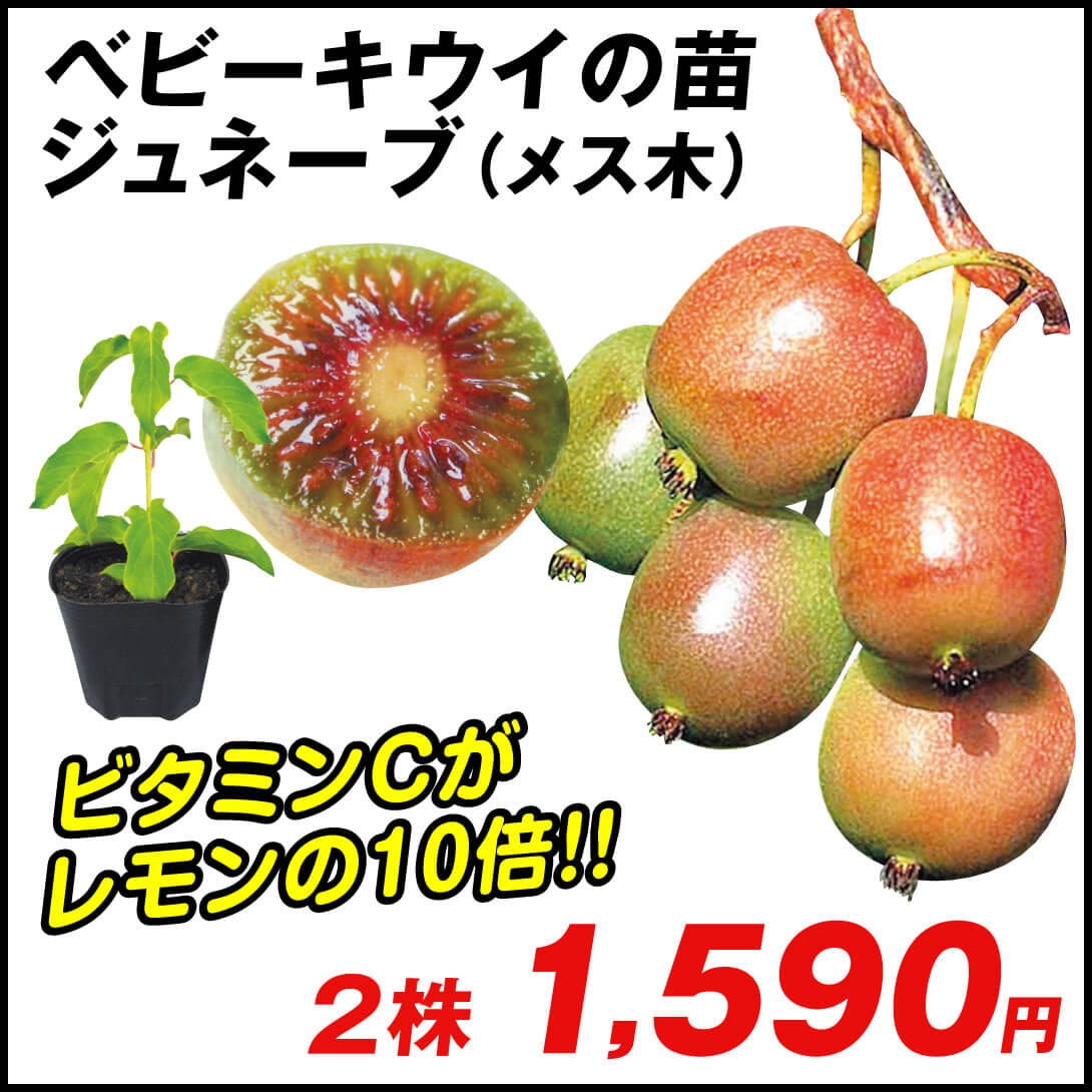 鉢植え向き果樹苗 ベビーキウイ ジュネーブ 2株
