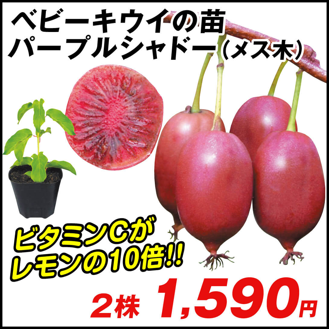 鉢植え向き果樹苗 ベビーキウイ パープルシャドー 2株