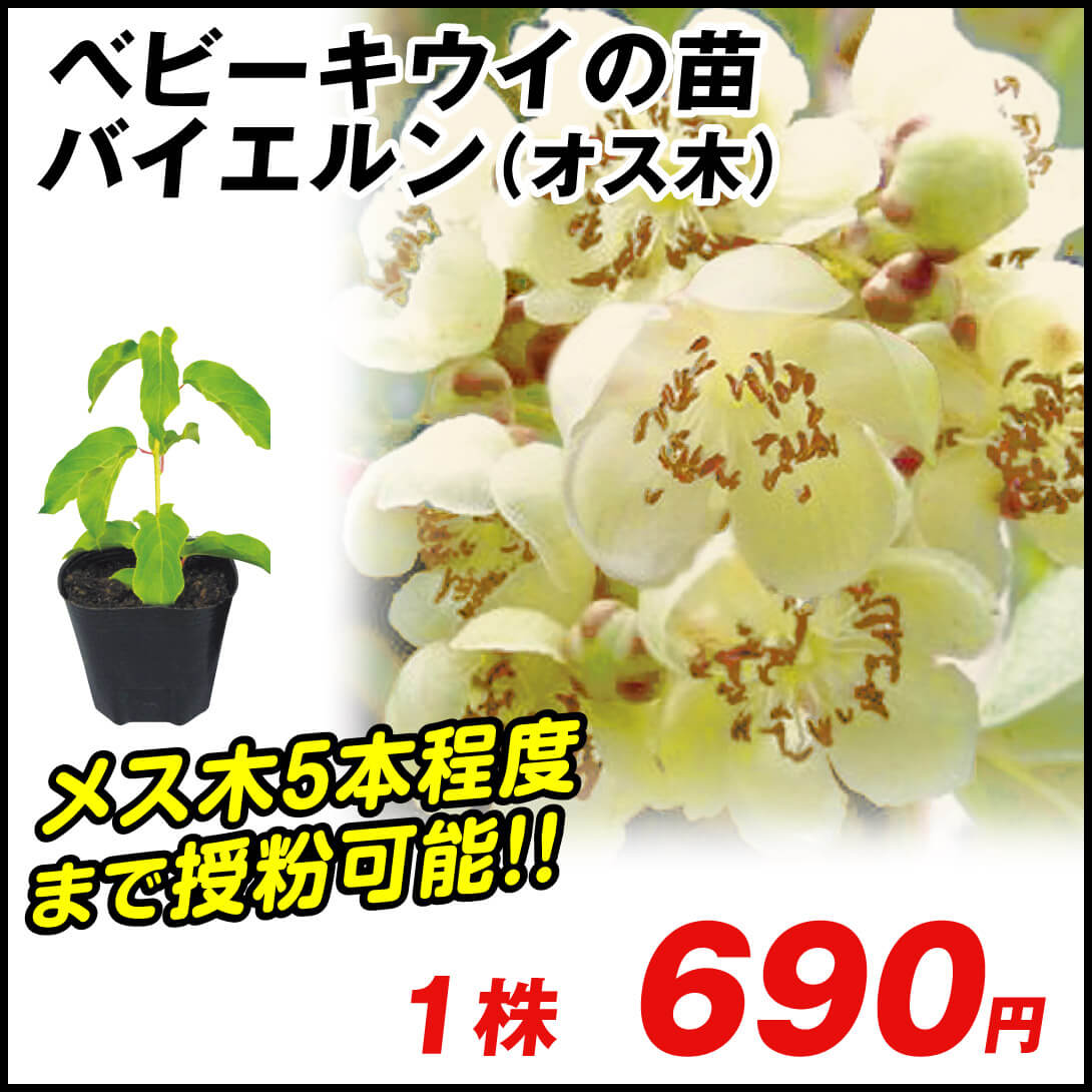 鉢植え向き果樹苗 ベビーキウイ バイエルン オス 1株