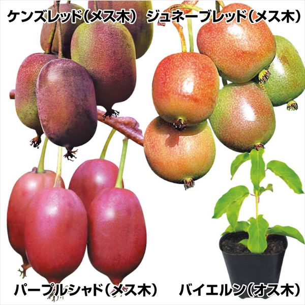 有用植物苗 ベビーキウイセット 4種4株