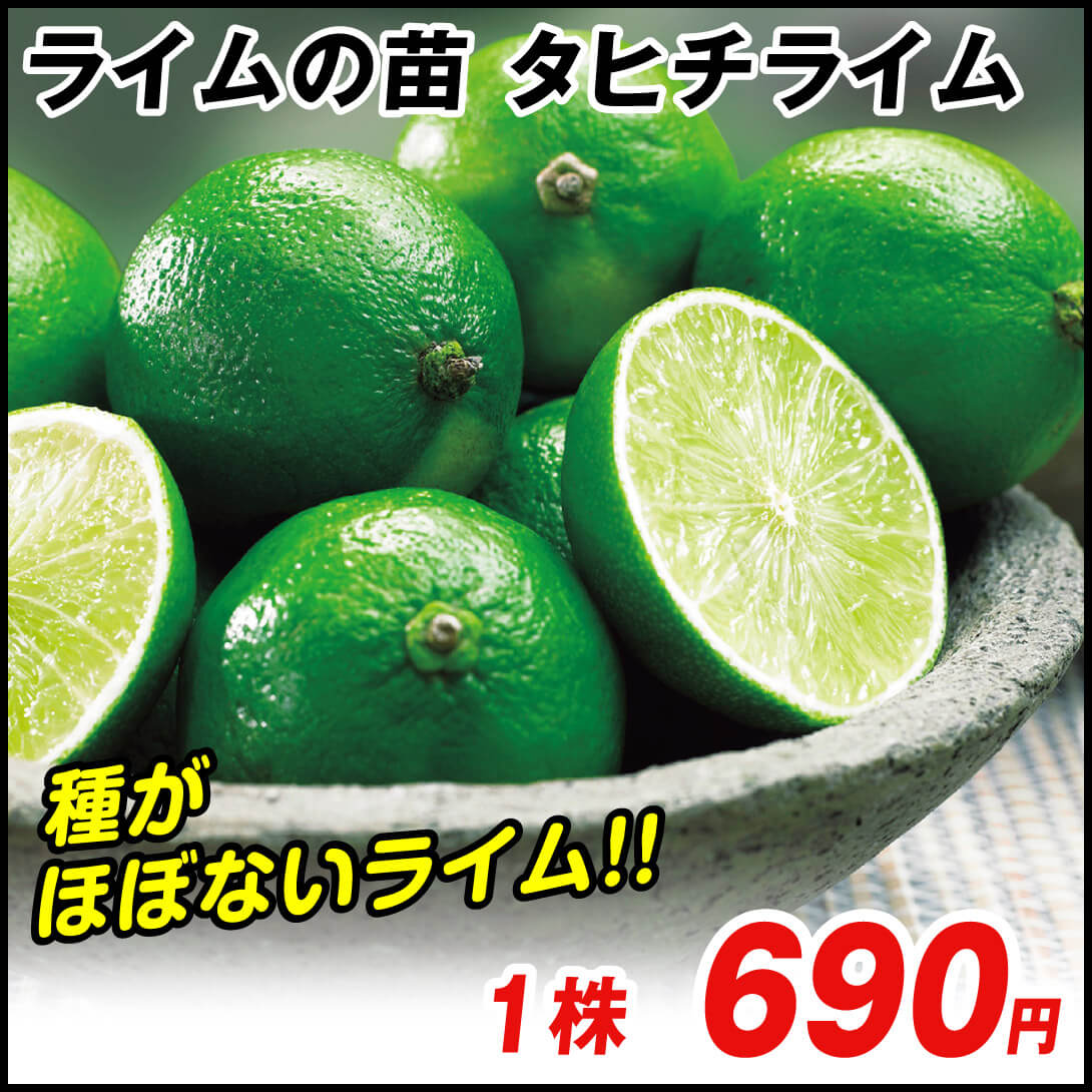 有用植物苗 ライム タヒチライム 1株