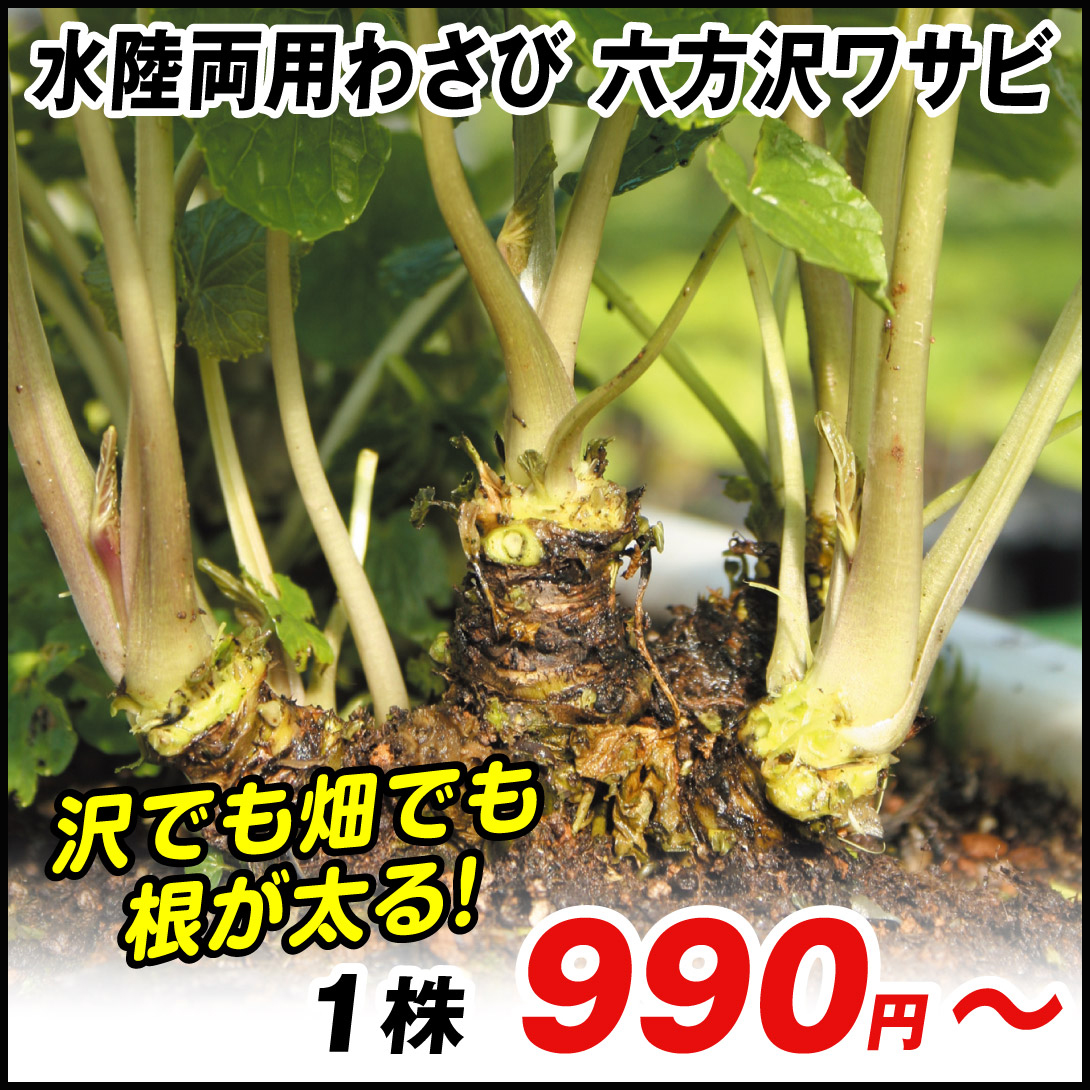山菜苗 六方沢ワサビ