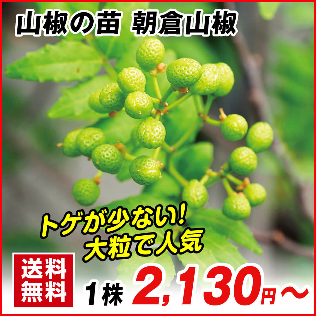 実がなるトゲなし山椒 朝倉さんしょう 接木苗木 国華園オンライン