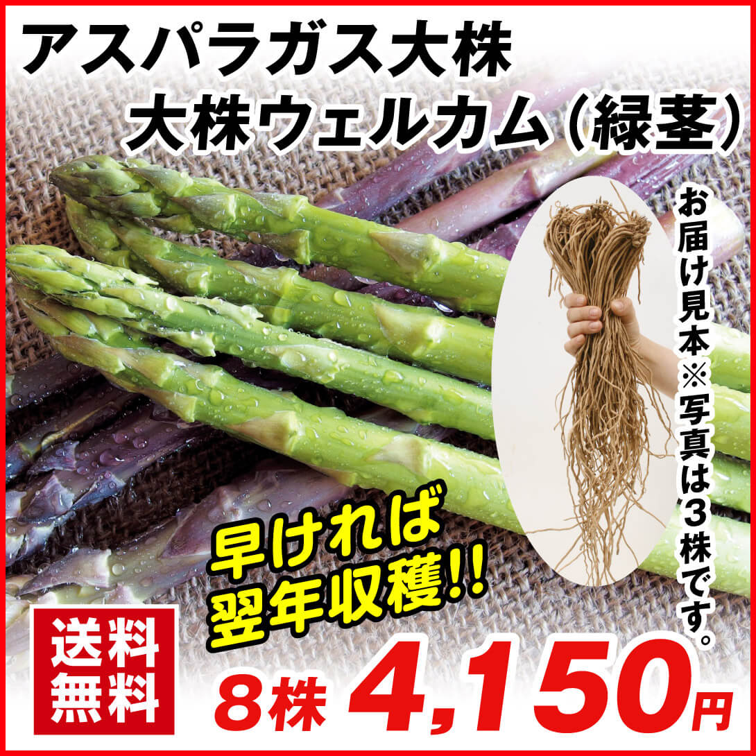 国華園オンラインショップ / 有用植物苗 アスパラガス 大株 ウェルカム 