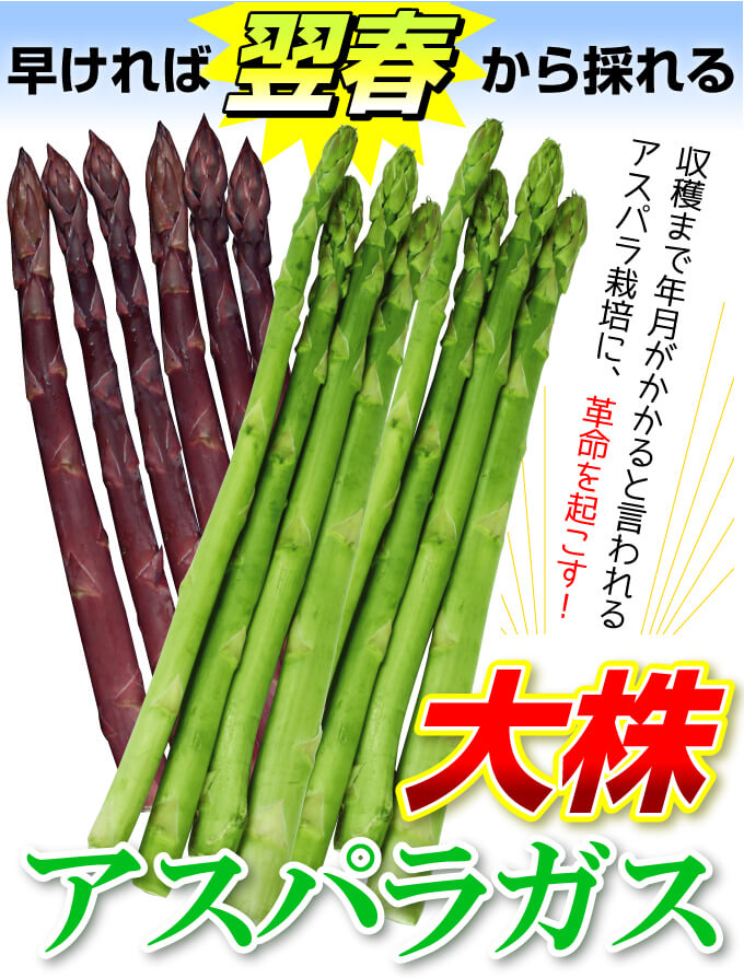 国華園オンラインショップ / 有用植物苗 アスパラガス 大株 ウェルカム 