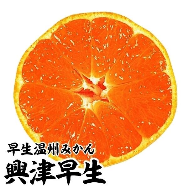 農薬不使用】ネーブルオレンジの苗 果物 抜き苗 みかん シンボルツリー 