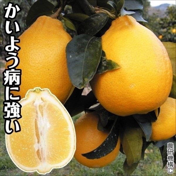 果樹苗 カンキツ レモン 璃の香PVP