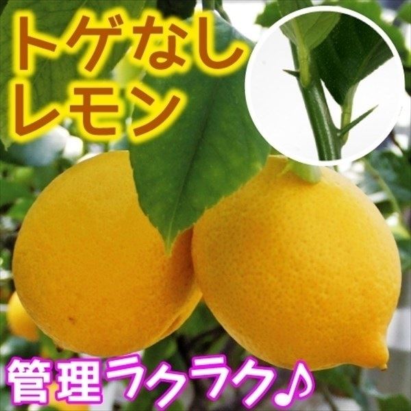 果樹苗 カンキツ トゲなしレモン 1株