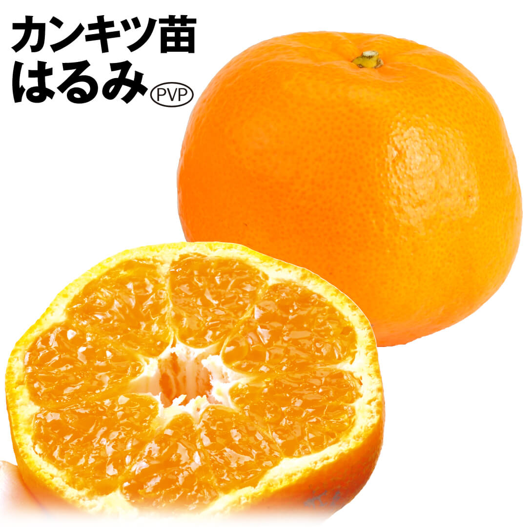 蜜柑 はるみ PVP苗木 蜜柑 はるみ PVP苗木