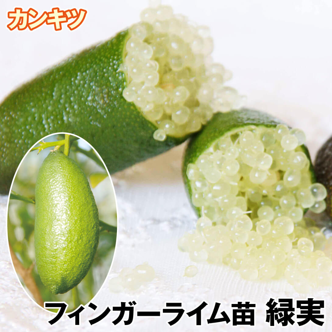 フィンガーライム　32苗セット(中) フィンガーライム 32苗セット(小) 【公式通販】