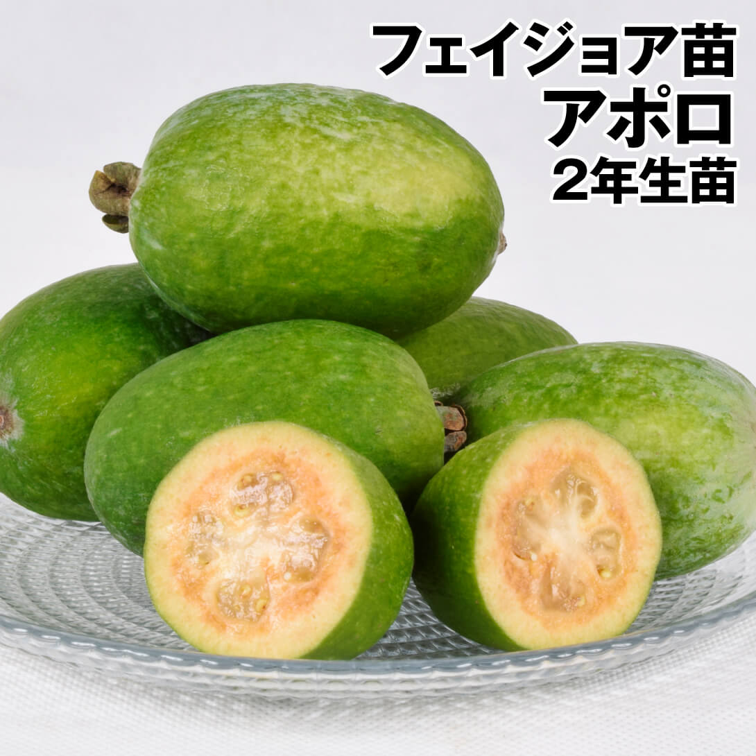 通販 フェイジョア 実生アポロ｜花、園芸 フィカス