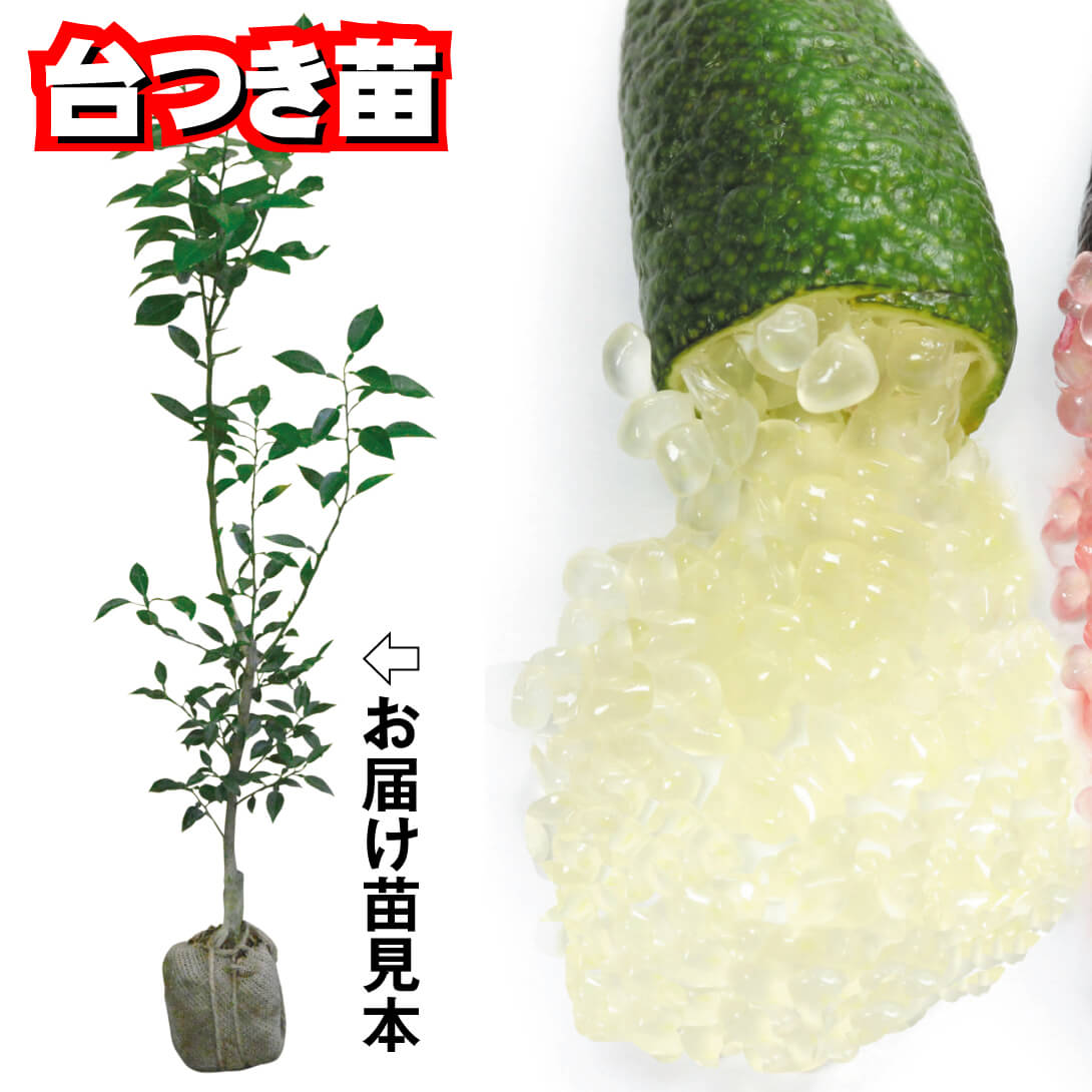 フィンガーライム 苗木 ロサアイス 15cm鉢 柑橘 柑橘苗 自家