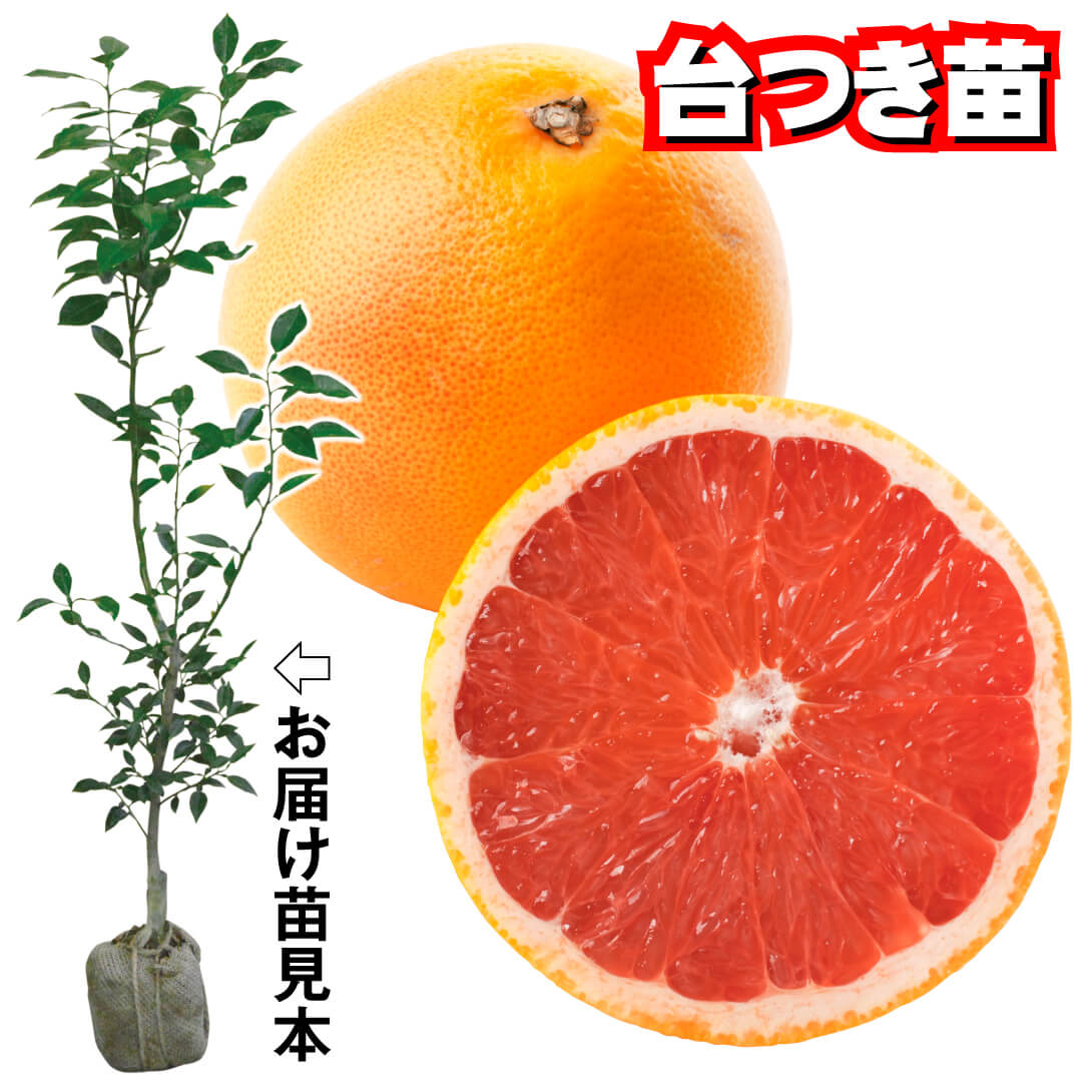 国華園オンラインショップ / 果樹苗 カンキツ グレープフルーツ ルビー 