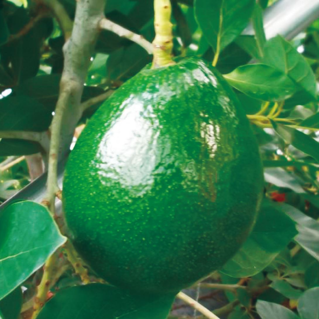果樹苗 トロピカルフルーツ アボカドAタイプ カビラミドリ 1株