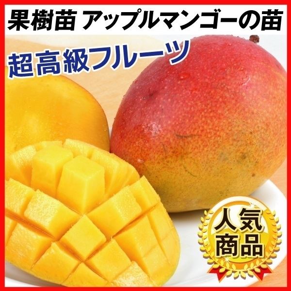 果樹苗 トロピカルフルーツ マンゴー アップルマンゴー（アーウィン） 1株