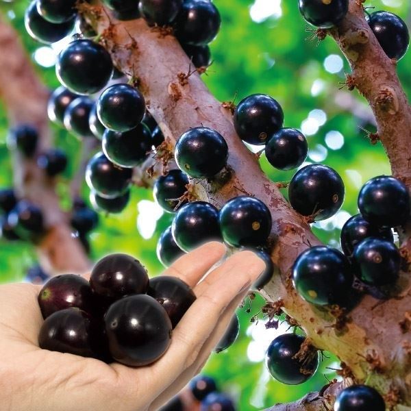 ジャボチカバ 特選 四季なり植木