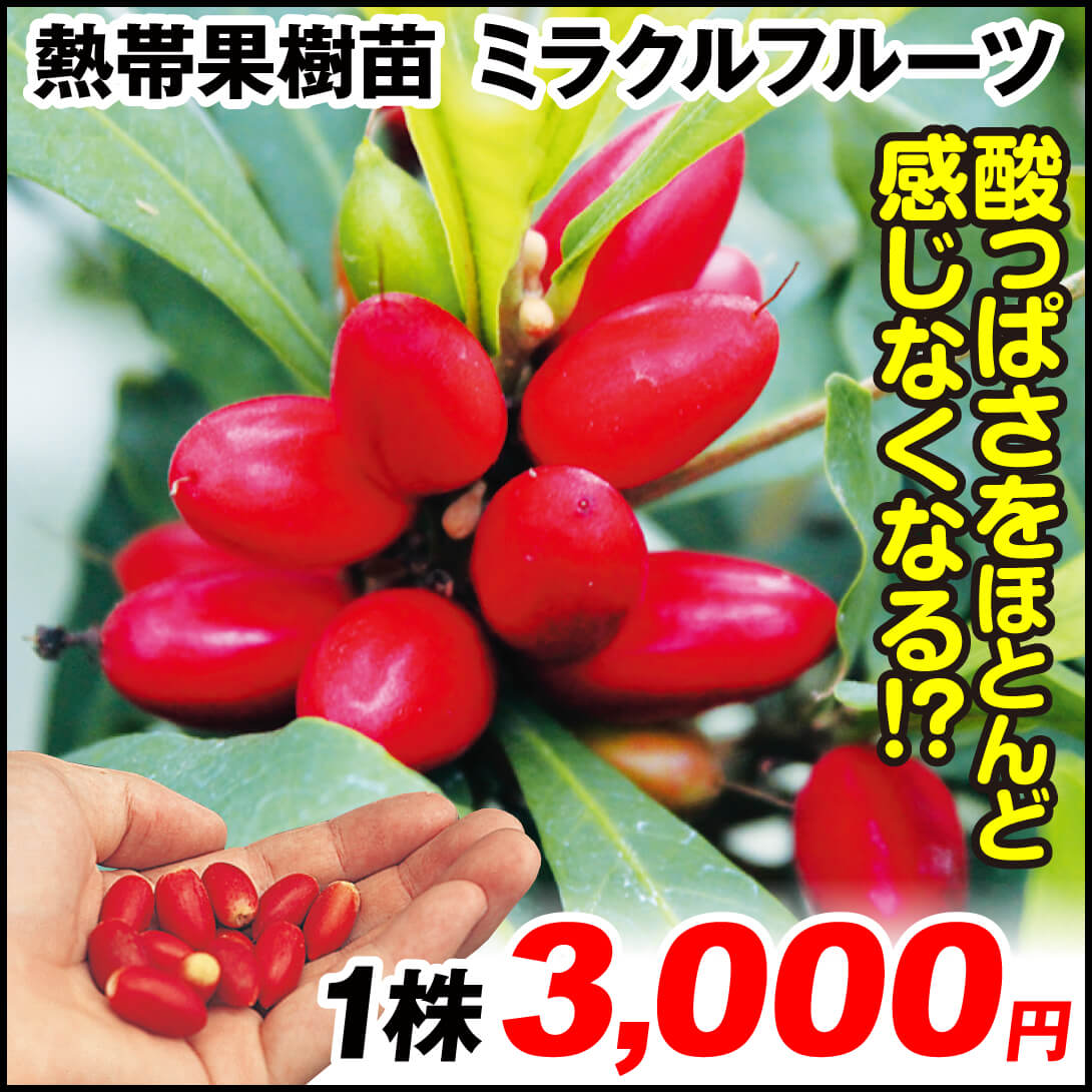 グーズベリー苗 スグリ 2株 （グーズベリー スグリの実 #西洋すぐり）