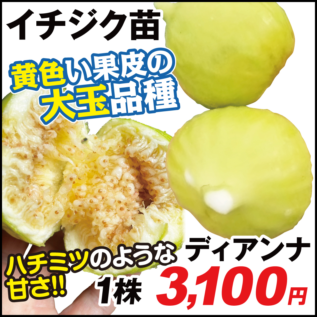 イチジク ディアナ