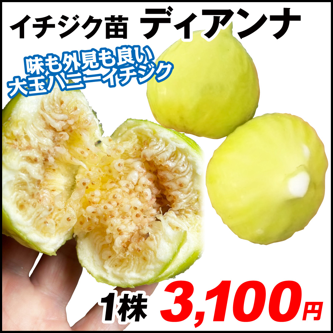 果樹苗 イチジク ディアンナ 1株