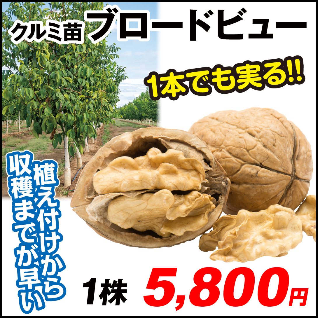 果樹苗 クルミ ブロードビュー 1株