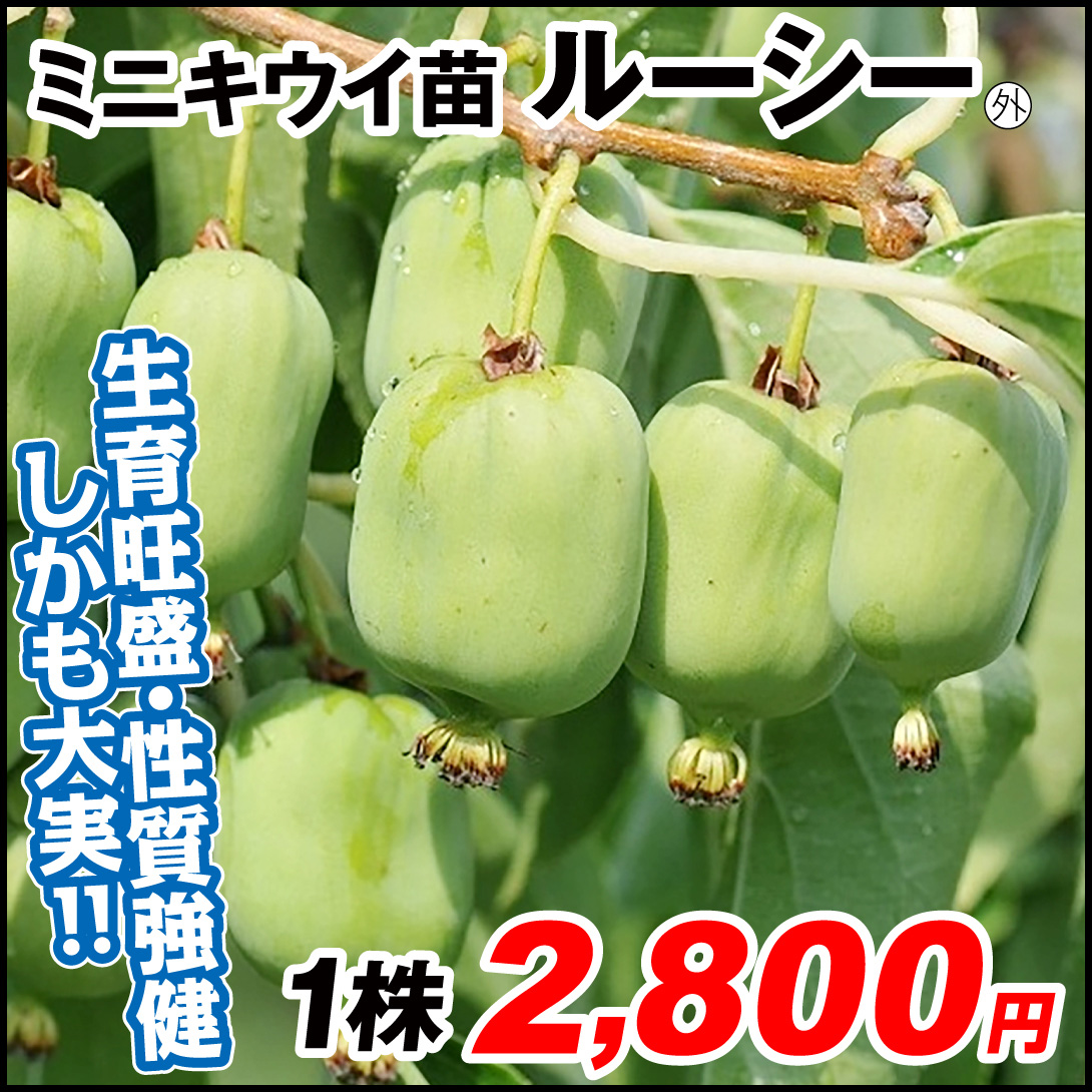 ルーシー外