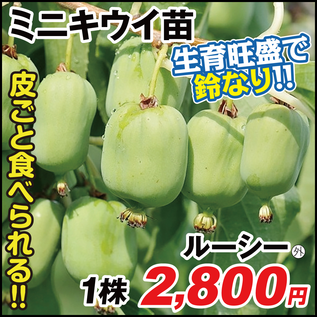 果樹苗 ミニキウイ ルーシー外 1株