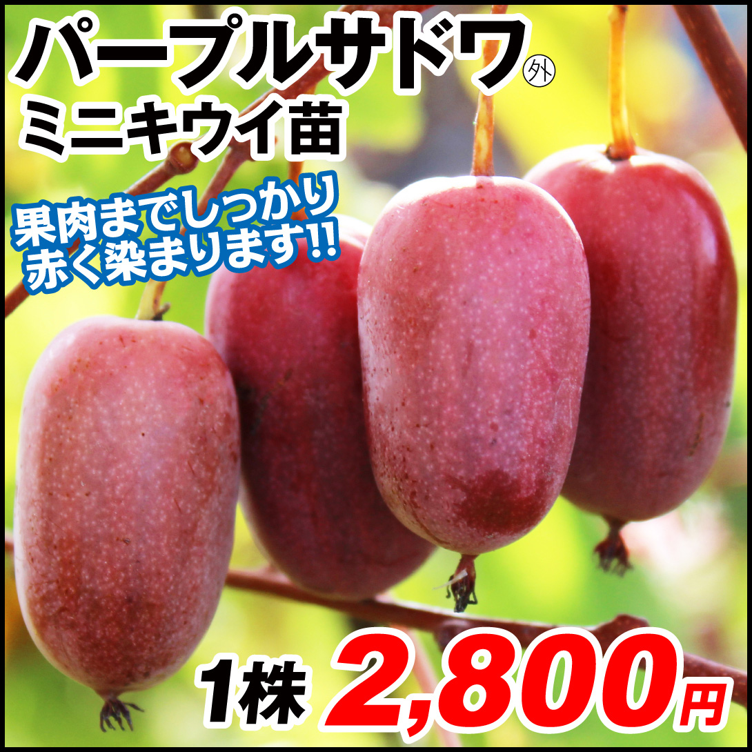 パープルサドワ外