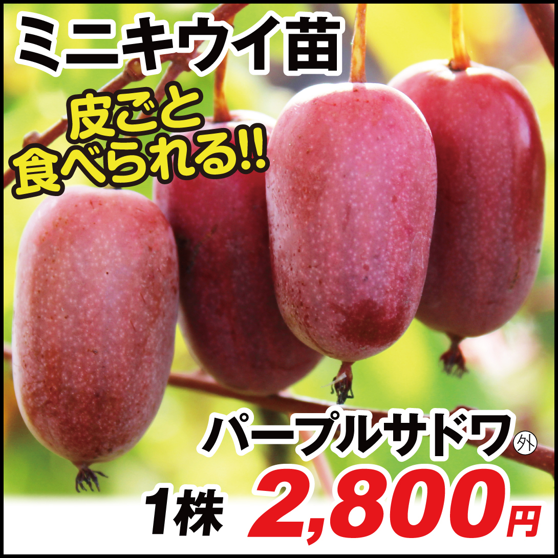 ミニキウイ パープルサドワ