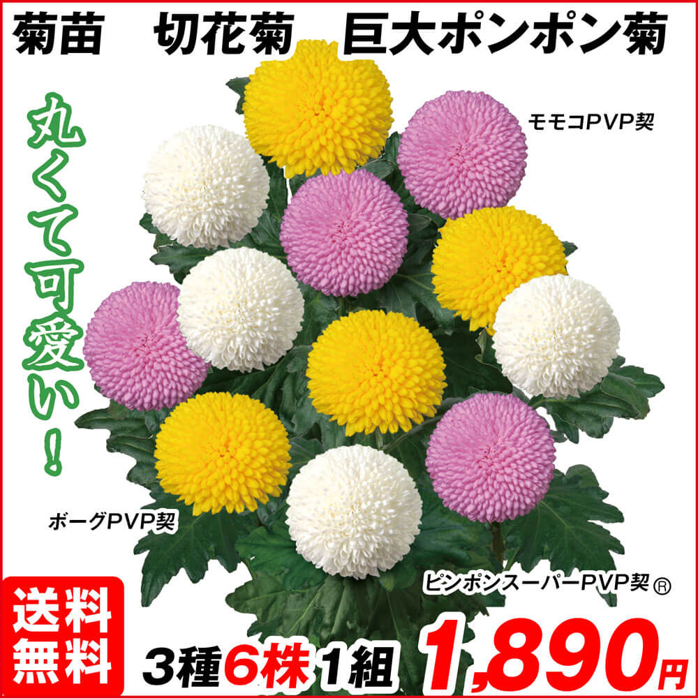 巨大ポンポン菊Aセット