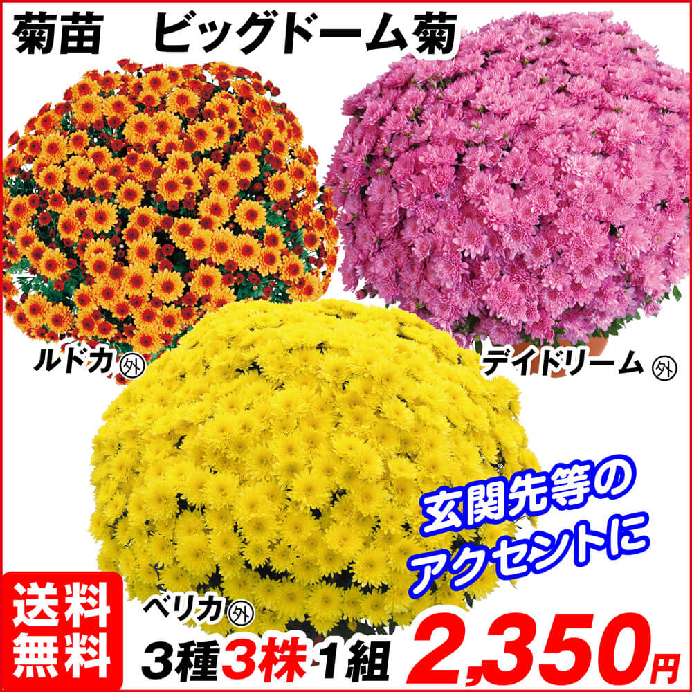ビッグドーム菊Bセット