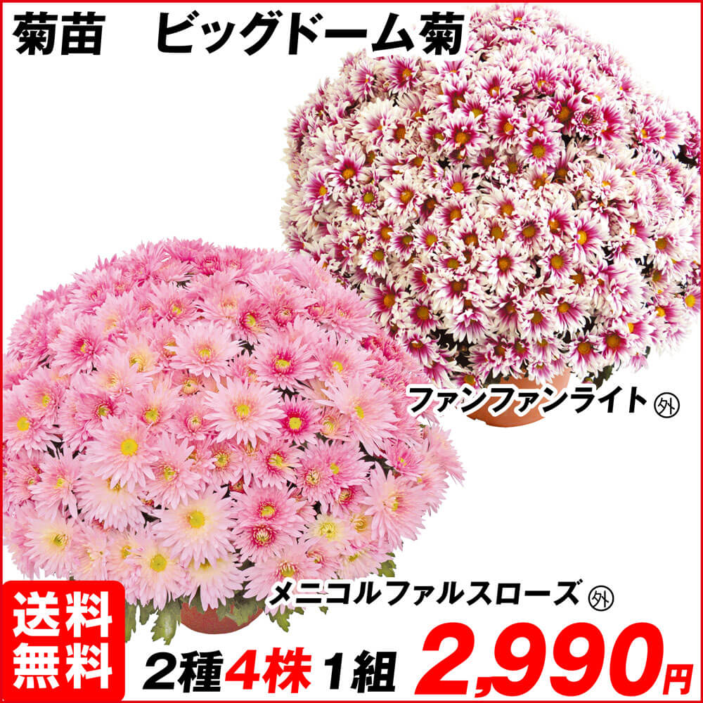 ビッグドーム菊Cセット 