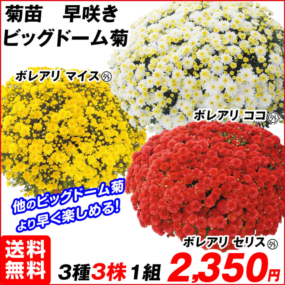 早咲ビッグドーム菊セット 