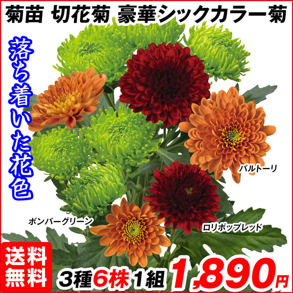 豪華シックカラー菊セット