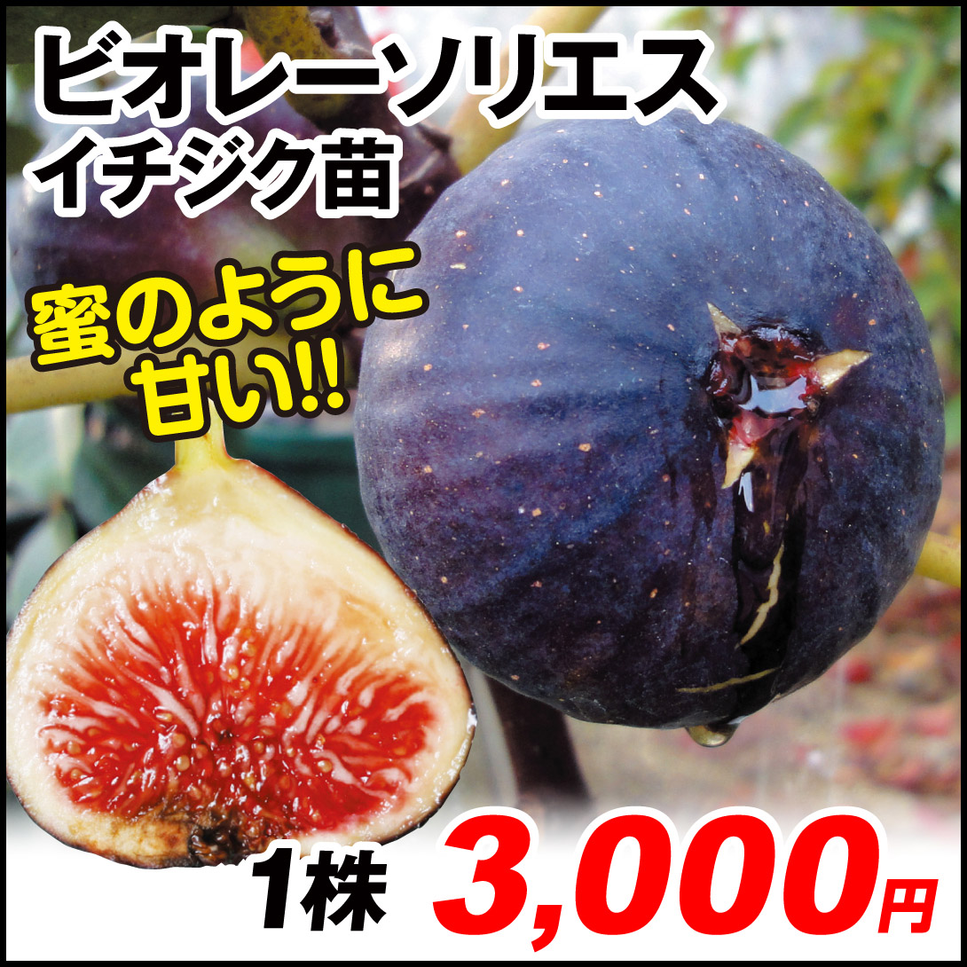 果樹苗 イチジク ビオレーソリエス