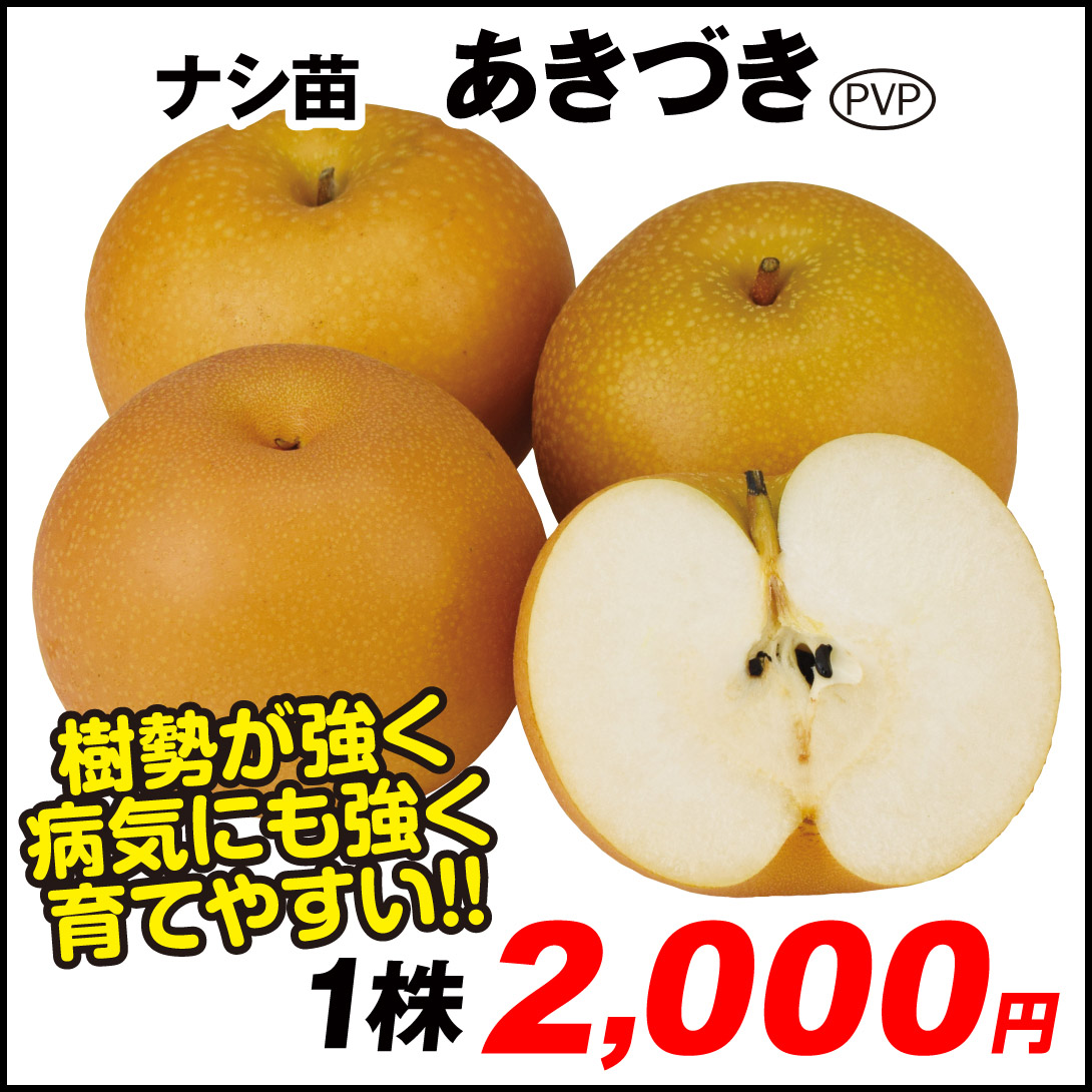 果樹苗 ナシ あきづきPVP 1株