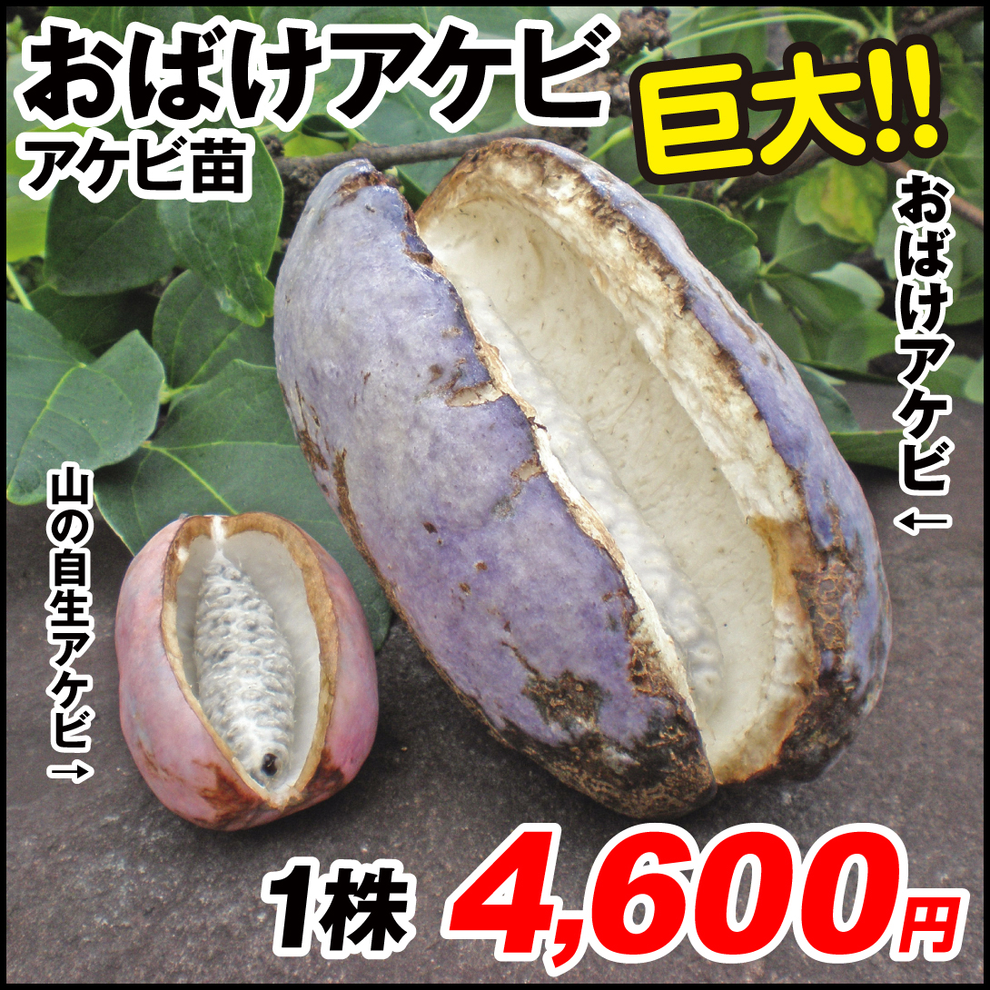 果樹苗 アケビ おばけアケビ 1株