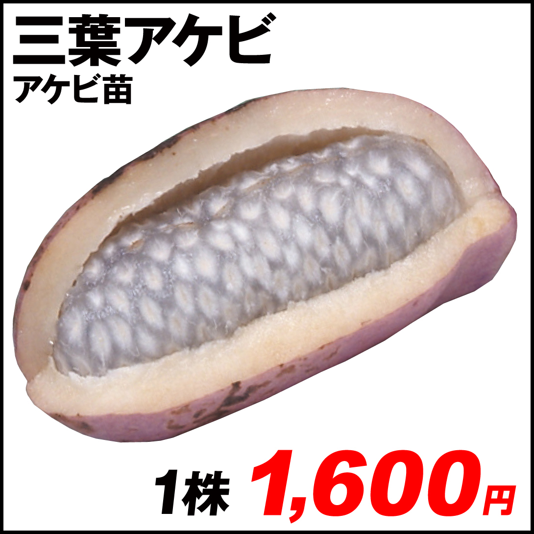 果樹苗 アケビ 三葉アケビ 1株