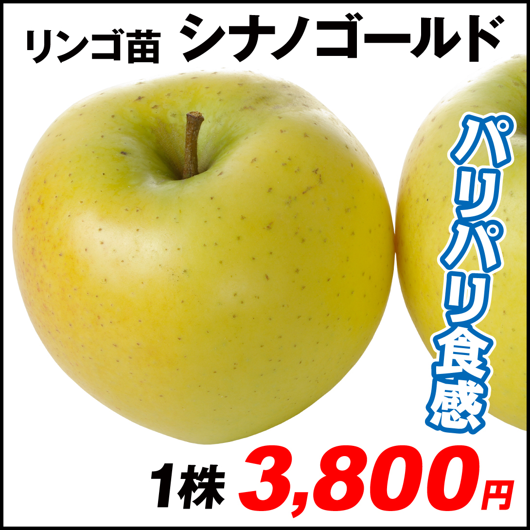 果樹苗 リンゴ シナノゴールド 1株