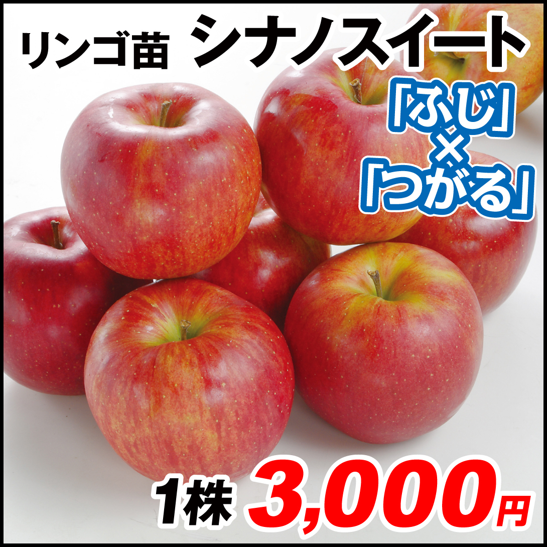 果樹苗 リンゴ シナノスイート 1株