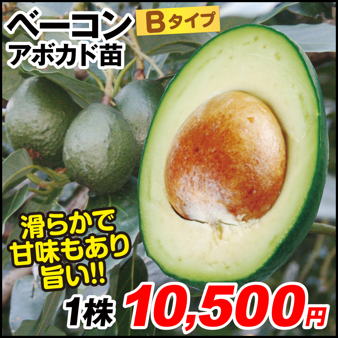 果樹苗 アボカド ベーコン (Bタイプ) 1株