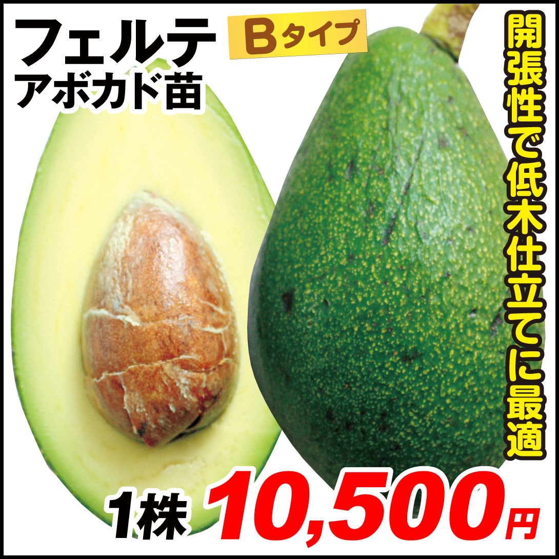 果樹苗 アボカド フェルテ (Bタイプ) 1株