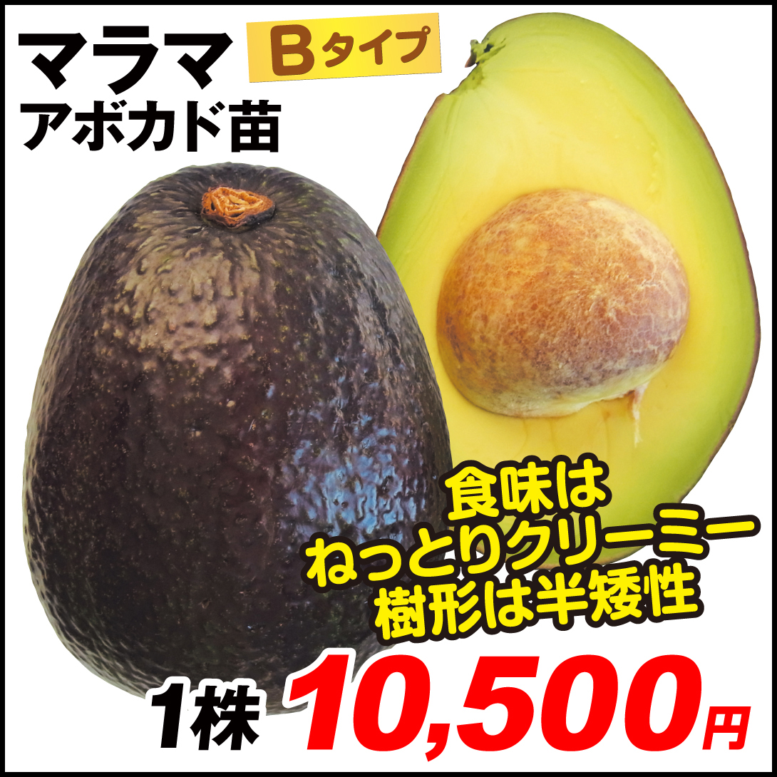 果樹苗 アボカド マラマ Bタイプ 1株