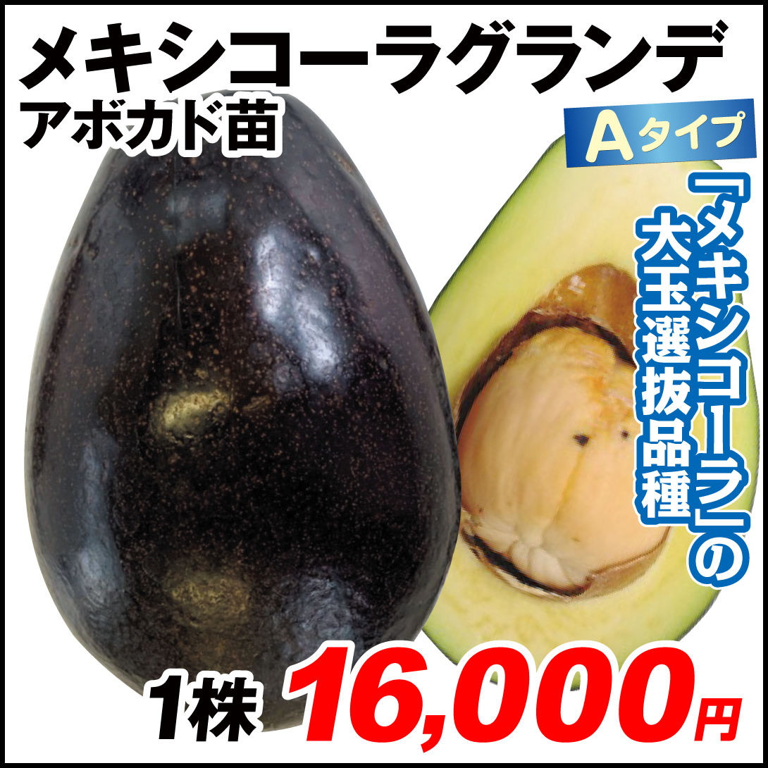 果樹苗 アボカド メキシコーラグランデ (Aタイプ) 1株