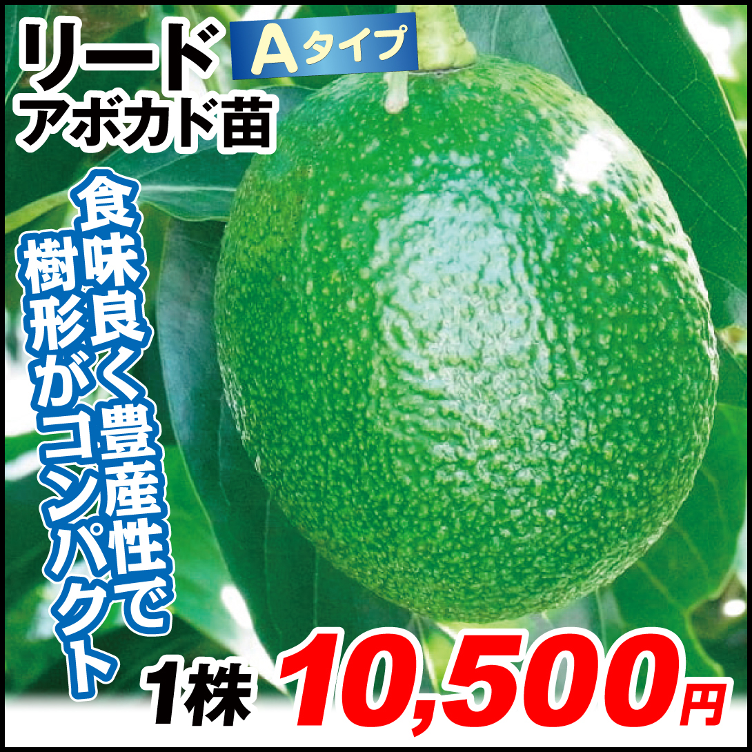 果樹苗 アボカド リード Aタイプ 1株