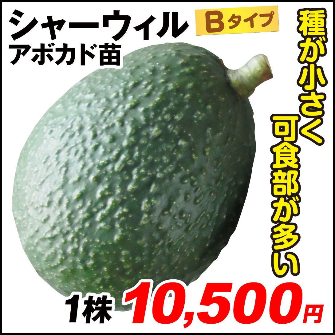 果樹苗 アボカド シャーウィル Bタイプ 1株