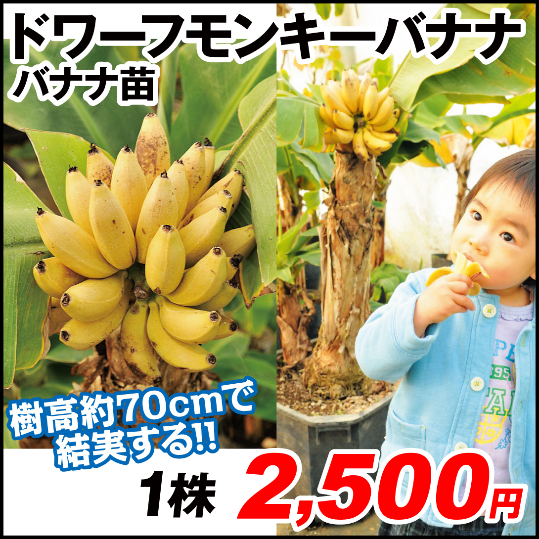 果樹苗 トロピカルフルーツ ドワーフモンキーバナナ 1株